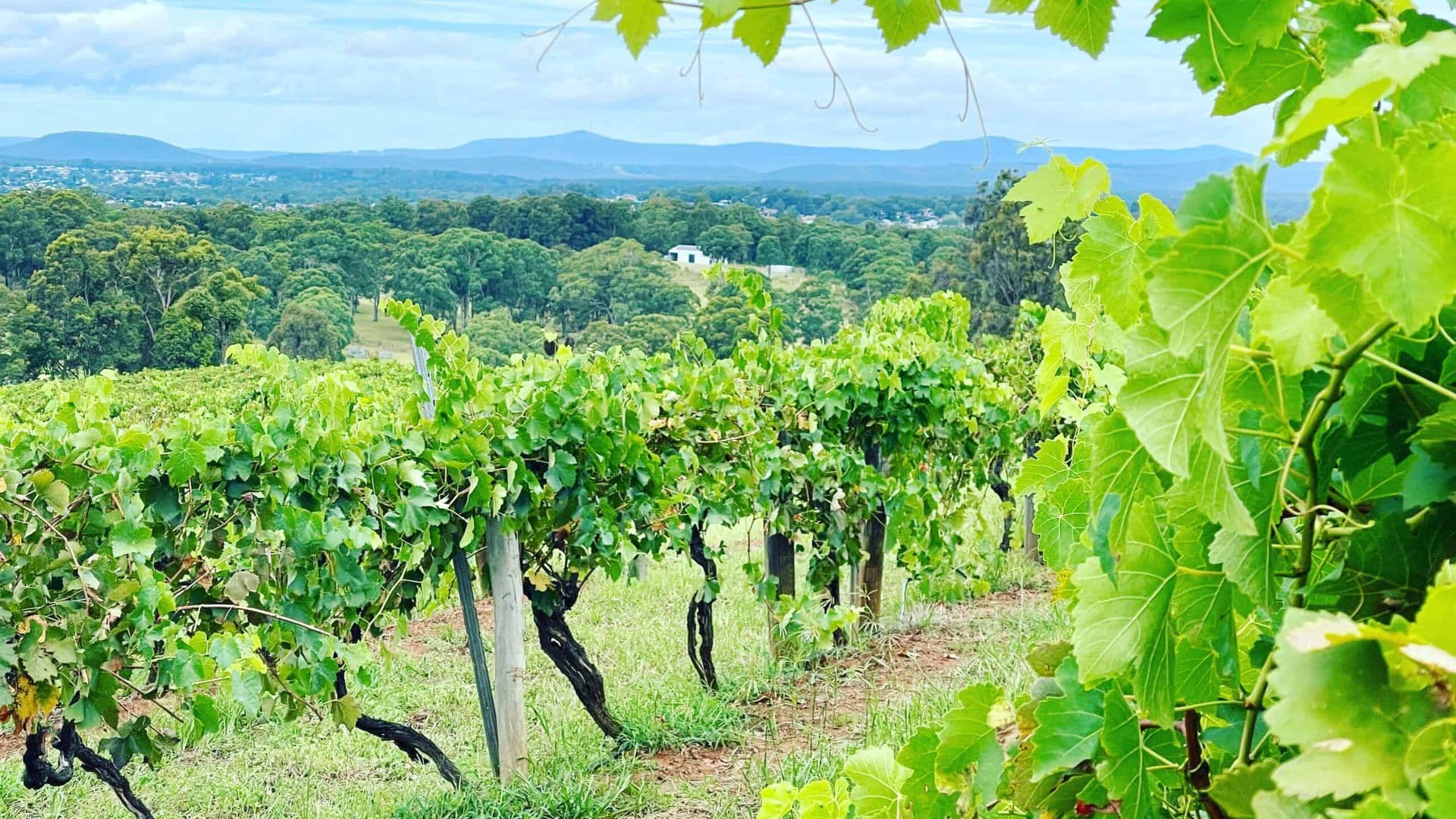 Hunter Valley Wine Tour Half Day — From Hunter