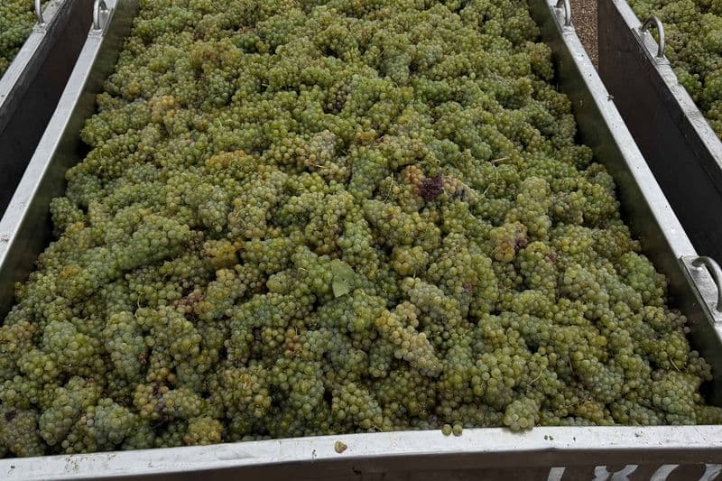 Close-up of hand-picked Semillon grape clusters at Tyrrell's Winery, Hunter Valley, NSW, Australia.