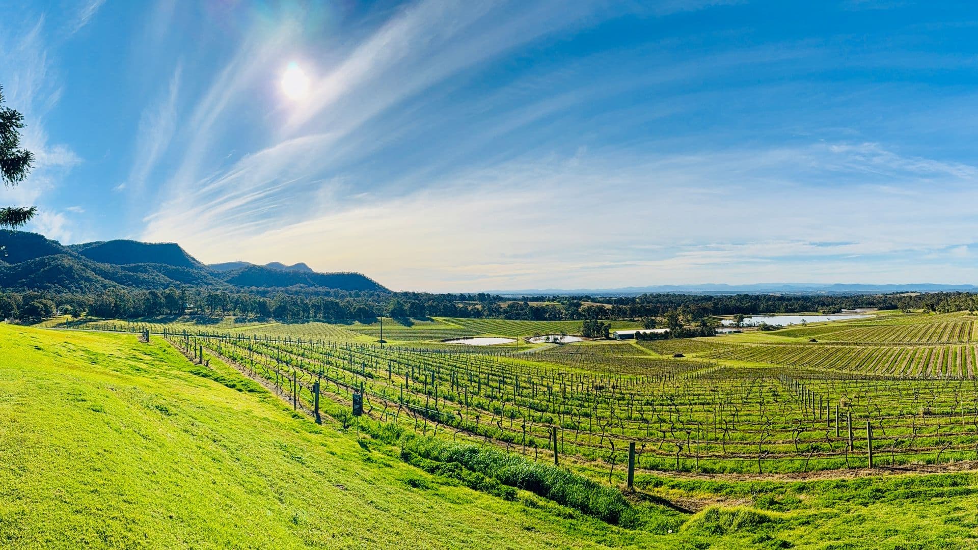 Sweeping vineyard rows at Audrey Wilkinson Winery with the Broken Back Range mountains under a clear blue sky.