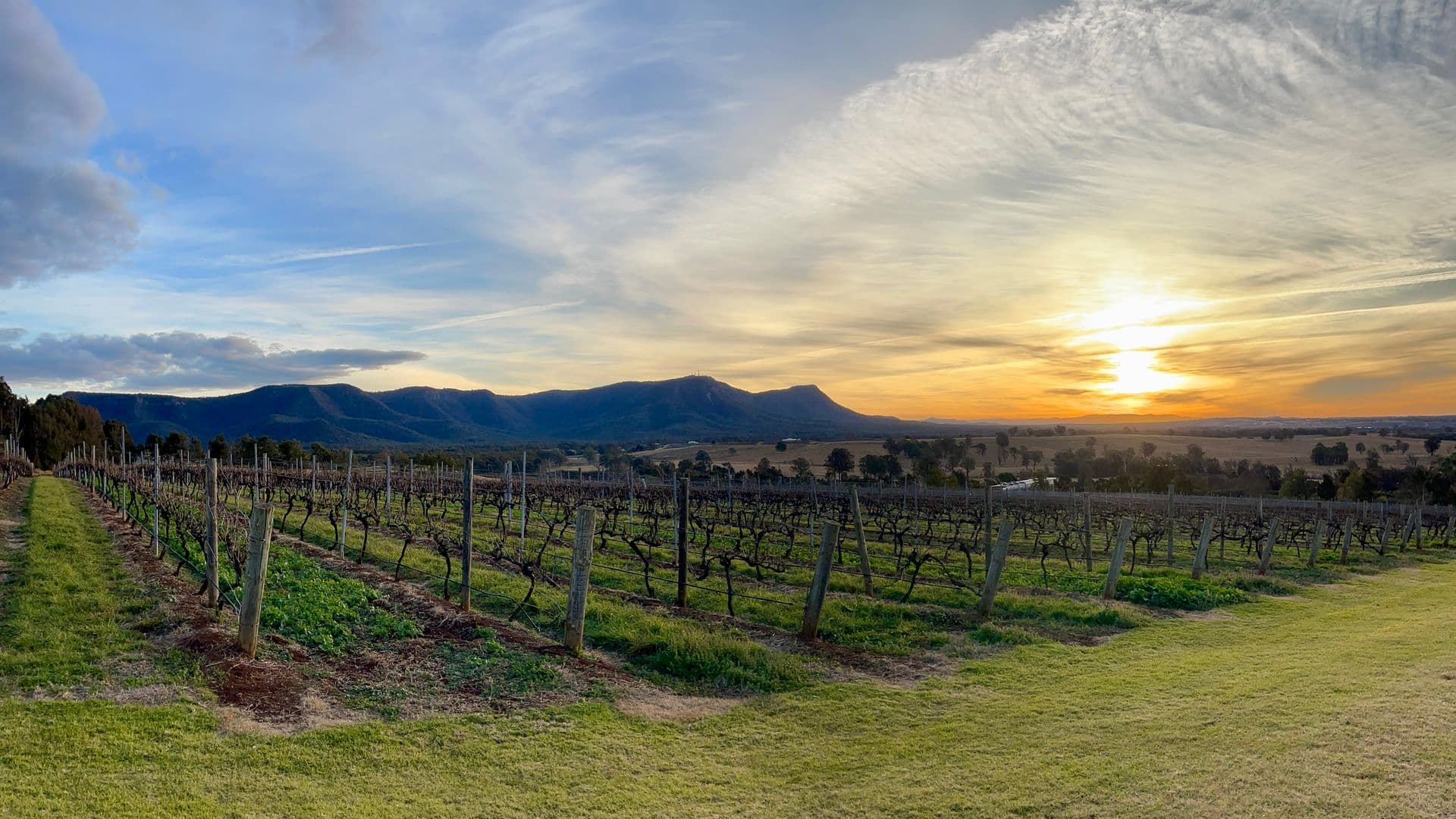 Golden winter sunset over Hunter Valley vineyards with Broken Back Range silhouetted in the background, vines in foreground.