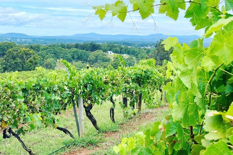 Hunter Valley Wine Tour Half Day — From Hunter
